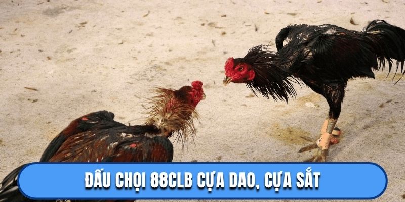 Đấu chọi 88CLB cựa dao, cựa sắt