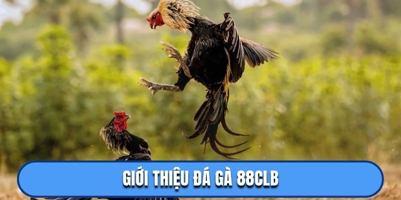 Giới thiệu đá gà 88CLB